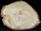 Petrified Wood Slab - Sweethome, Oregon #25903-1